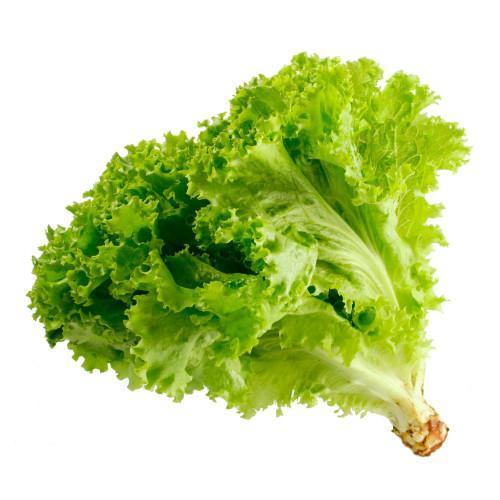 Lechuga Hidropónica 1UN