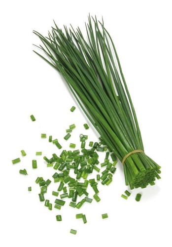 Ciboulette 1UN