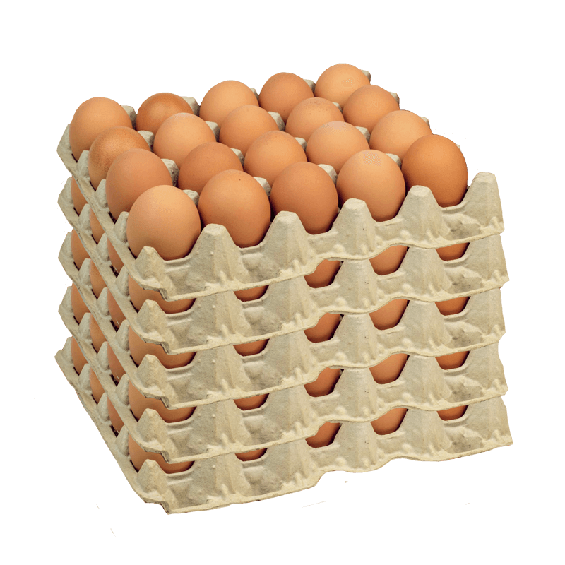 Huevo Primera Color 180UN