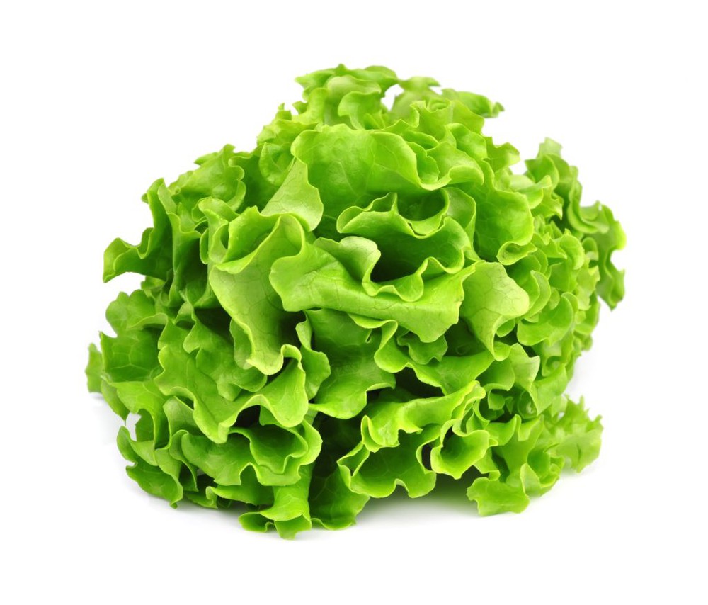 Lechuga Marina 1UN