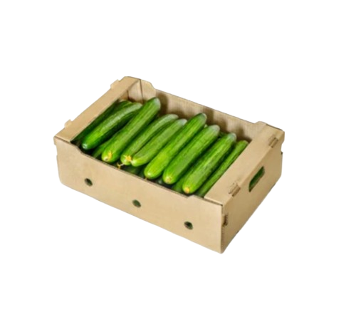 Pepino Ensalada caja 60UN