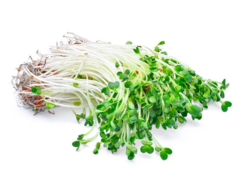 Brotes de Alfalfa 150g