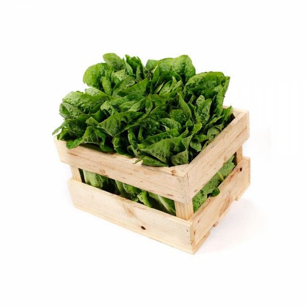 Lechuga Costina caja 10UN