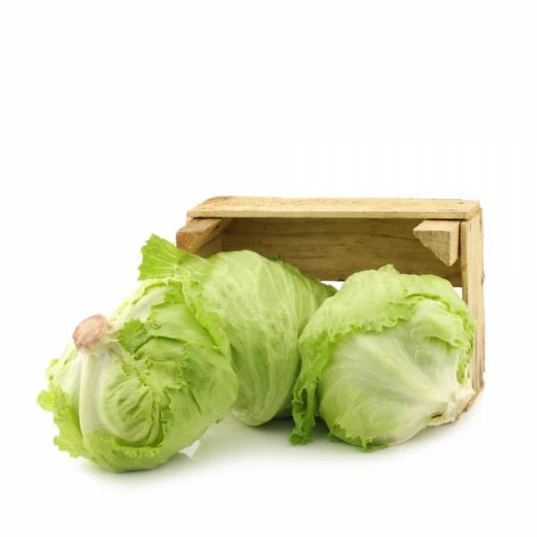 Lechuga Escarola caja 14UN