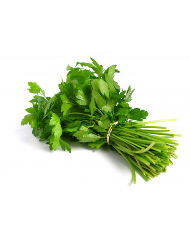 Cilantro Zona
